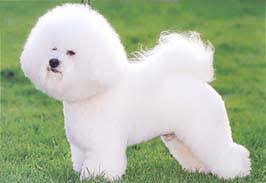 犬を家族に迎える前に